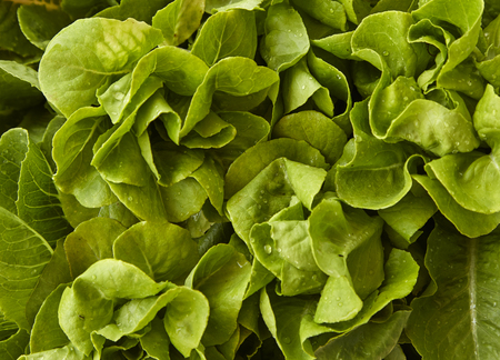 great image of fresh butter lettuce for a salad background