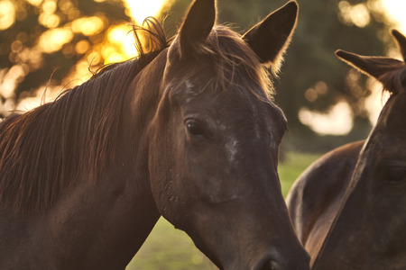 Blurred Arabian horses grazing herd on pasture at sundown in orange sunny beams. Dramatic foggy sceneの写真素材