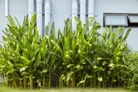 Decorate the outside of the house. Using tropical plantsの写真素材