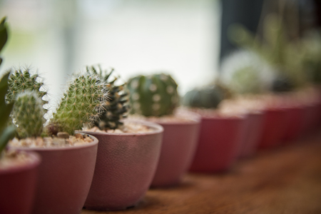 Group of indoor cactus and succulent on border of window green backgroundの写真素材