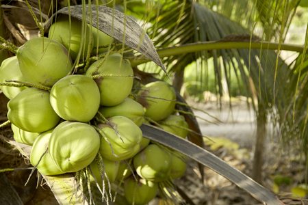 Coconut tree with coconut fruits.Coconut cluster on Coconut tree in thailandの写真素材