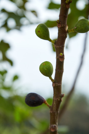 Young green fig fruits growing on fig tree branch. Selective focus