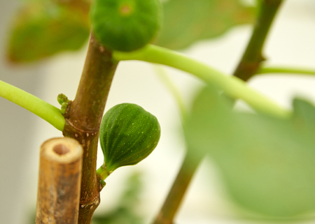 Close up of branch organic green raw figs of ripe fig fruits and leaves on green fig tree, Mallorca figの写真素材