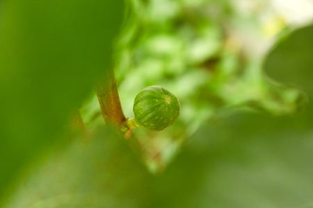 Close up of branch organic green raw figs of ripe fig fruits and leaves on green fig tree, Mallorca figの写真素材