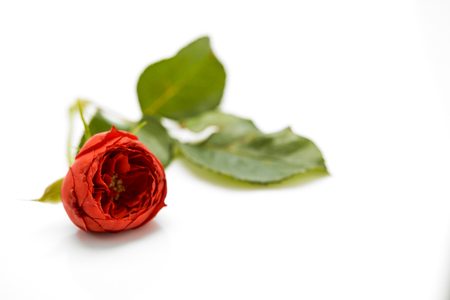 Beautiful red rose with leaves isolated on white background with copy space for your text. Top view. Flat lay patternの写真素材