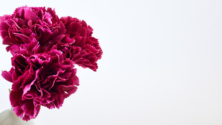 8 March Women's day Flower Carnation Spring On White Background, Empty space for designの写真素材