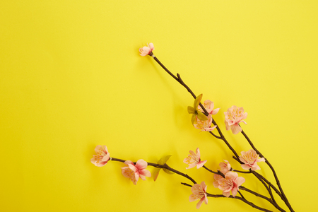 Minimal Pink Plum Flowers Blossom on yellow background, Empty space for designの写真素材