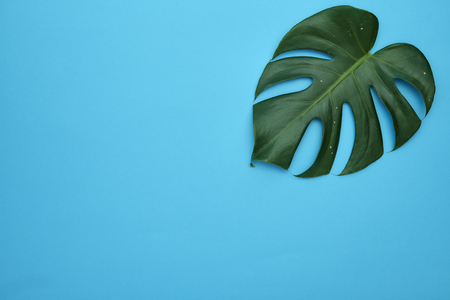 Tropical vacation. Green monstera tropical leaves frame on light blueの写真素材