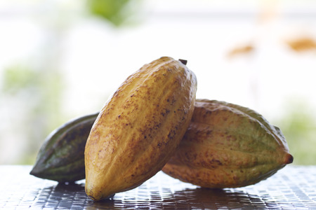 Fresh cacao pods on the table blurred nature backgroung with the morning sunの写真素材