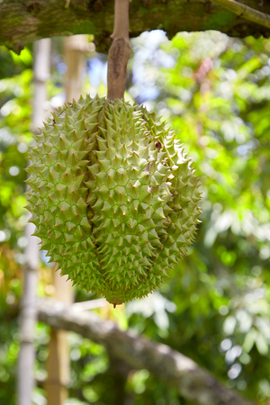 Fresh durian fruit on tree Tropical of asian fruit ,Fruits from Thailandの写真素材