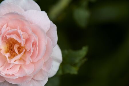 Pink roses on a green bush in garden summer morning timeの写真素材