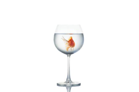 little goldfish moving smoothly in wineglass of water on white background, copy space for textの写真素材