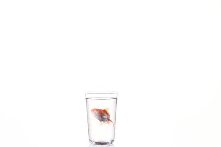 Goldfish floating in glass water and on a white background, copy space for textの写真素材