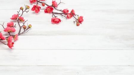 Plum Flowers Blossom on white wood plank for chinese new year, copy space for textの写真素材