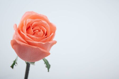 Close up of beautiful blurry pink roses on white background. soft focus.の写真素材