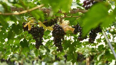 Black ripe grapes on vine Nature background with Vineyard in autumn harvest n fall. copy space for...