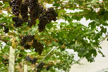 Black ripe grapes on vine Nature background with Vineyard in autumn harvest n fall. copy space for textの写真素材