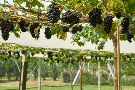 Black ripe grapes on vine Nature background with Vineyard in autumn harvest n fall. copy space for textの写真素材