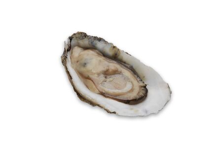 Oyster in half shell on white background, Raw Seafood