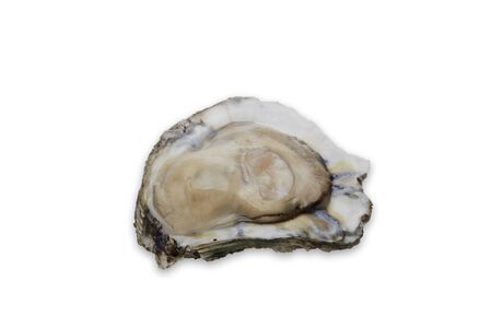 Oyster in half shell on white background, Raw Seafoodの写真素材