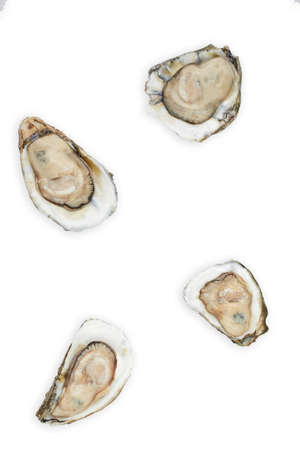 Oyster in half shell on white background, Raw Seafoodの写真素材