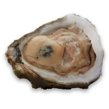 Oyster in half shell on white background, Raw Seafoodの写真素材