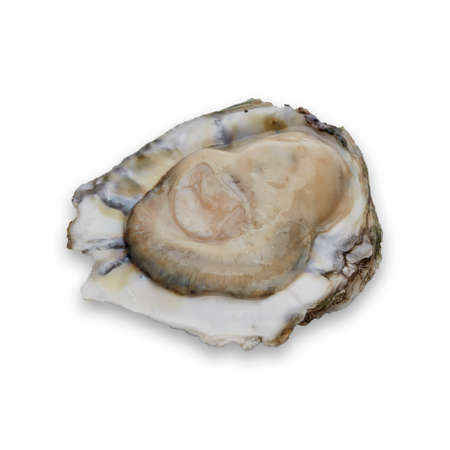 Oyster in half shell on white background, Raw Seafoodの写真素材