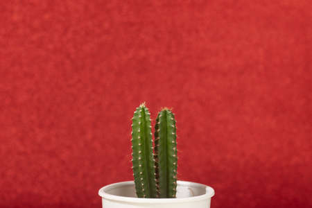 Closeup green Little Cactus plant on a red color background wall with space to place your logoの写真素材