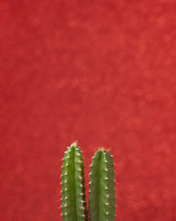 Closeup green Little Cactus plant on a red color background wall with space to place your logoの写真素材