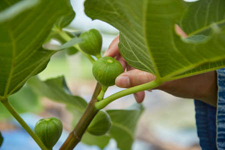 Closeup Taking care of the fruit on the fig treeの写真素材