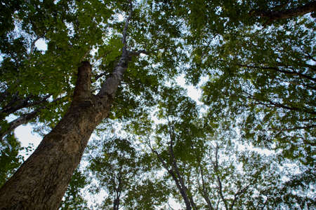 Sunlight in the green forest in asian spring timeの写真素材
