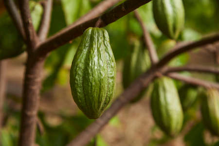 Close up of The cocoa tree with fruits green Cocoa pods grow on the tree copy space for textの写真素材