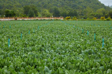 Green Thai kale in the vegetable garden farm field at Kanchanaburi, Thailand.