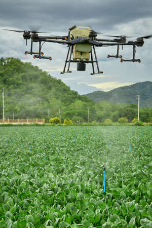 Panorama agriculture drone fly to sprayed fertilizer on Kale field, smart farmer use drone smart technology concepの写真素材