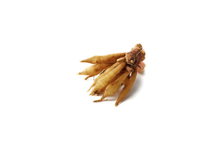 Finger root rhizome isolated on white background textured for banner design