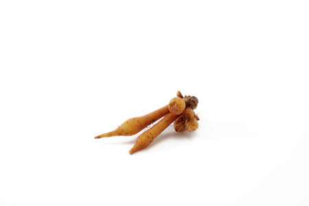 Finger root rhizome isolated on white background textured for banner design