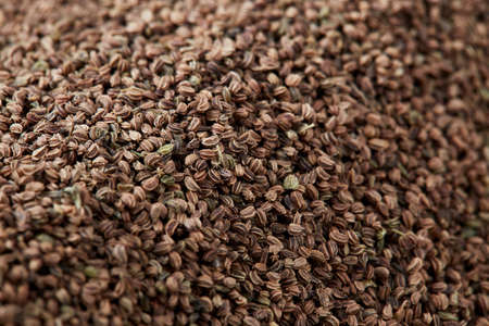 Close up Healthy Dry Organic Celery Seeds background showing details and textureの写真素材