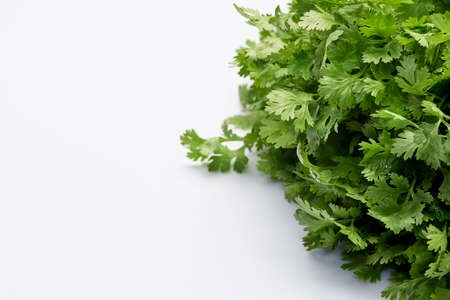 Bunch of fresh coriander leaves on white background