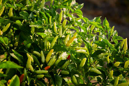 Red orange yellow spicy and hot flaming chili growing in an organic vegetable gardenの写真素材