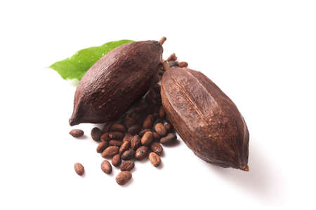 Cocoa pods with water droplets on leaves and seeds on a white background with empty spaceの写真素材