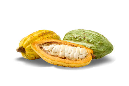 Dry cocoa beans and fresh yellow and green cocoa pods are cut in half and sliced isolated on white background. clipping pathの写真素材