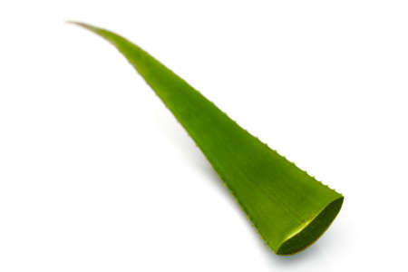 Fresh green Aloe vera leaves branch with slices isolated on white background. Top view angle close up of herb plant for skin careの写真素材