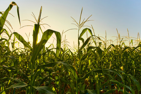 morning sunrise over the cornfield background