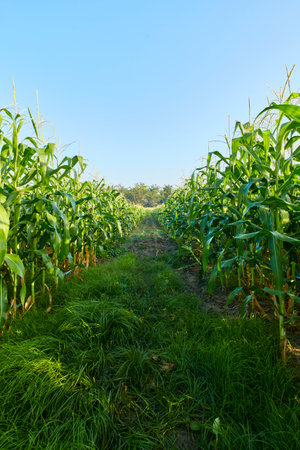 morning sunrise over the cornfield backgroundの写真素材