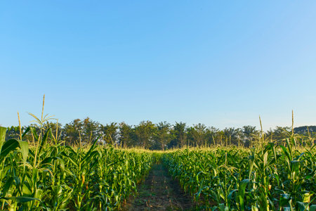 Field of corn on a farm in summer on a morning blue sky backgroundの写真素材