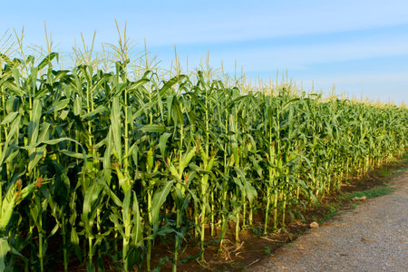 Field of corn on a farm on a summer on blue sky backgroundの写真素材