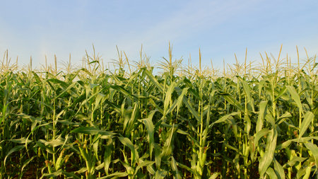 Field of corn on a farm on a summer on blue sky backgroundの写真素材