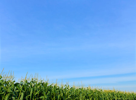 Field of corn on a farm on a summer on blue sky backgroundの写真素材