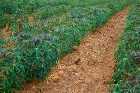 rows of green cassava fields in agricultural farmland in asianの写真素材