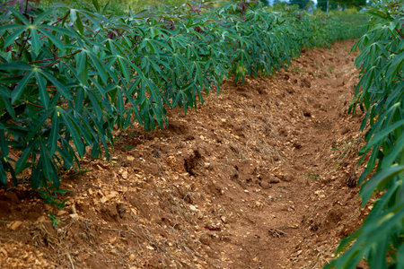 rows of green cassava fields in agricultural farmland in asianの写真素材
